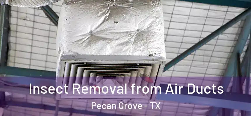  Insect Removal from Air Ducts Pecan Grove - TX